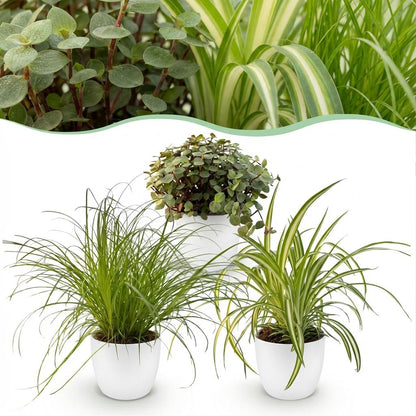 Green boutiQ - Zimmerpflanze - Cyperus - Calissia - Chlorophytum - Mix aus 3 - Haustierfreundliche Pflanzen - Grün - 3 Pflanzen - mit Potter Weiß - Topf 12cm - Höhe 20cm 