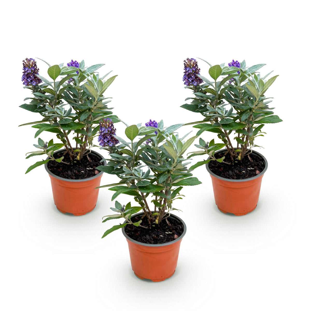 Green boutiQ - Gartenpflanze - Buddleja davidii Butterfly Candy Little Lila - Schmetterlingsstrauch - Kompakt - Lila - 3 Pflanzen - Topf 12cm - Höhe 20-25cm 