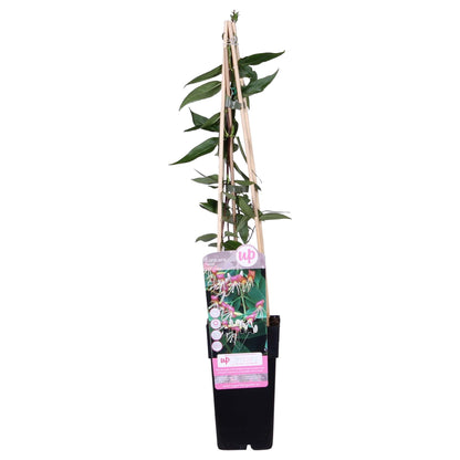 Geißblatt - Lonicera henryi - Ø15cm - ↕65cm