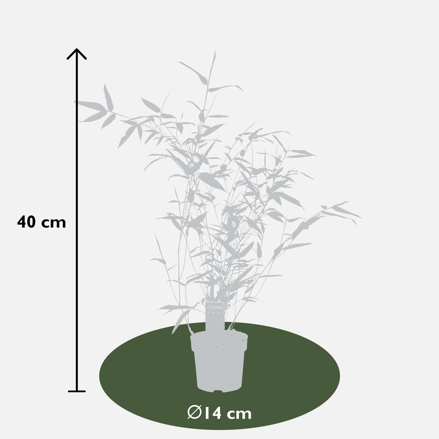 Bisset-Bambus - Phyllostachys 'Bissetii' - Ø14cm - ↕40cm