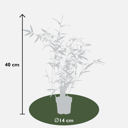 Bisset-Bambus - Phyllostachys 'Bissetii' - Ø14cm - ↕40cm