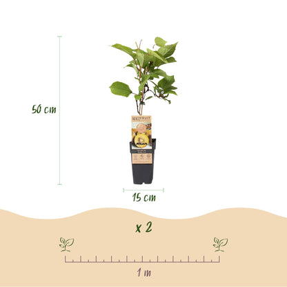 Obstpflanzen Grüne Kiwi 'Jenny' & Goldene Kiwi – 2 Pflanzen – 15cm – Höhe 50cm – Süße, vitaminreiche Früchte – Pflegeleicht & winterhart