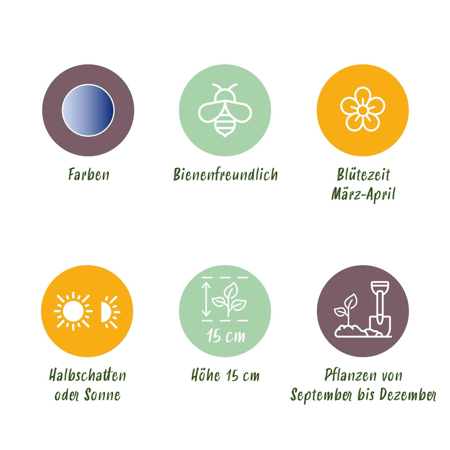 GreenboutiQ - Blumenzwiebeln - Scilla Siberica - Farbe Lila - 50 Stück - Zwiebelgröße 7/8 - XXL Pack 