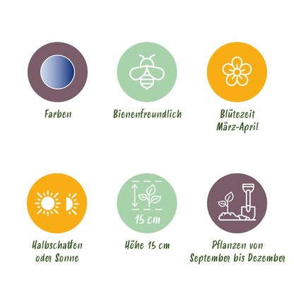 GreenboutiQ - Blumenzwiebeln - Scilla Siberica - Farbe Lila - 50 Stück - Zwiebelgröße 7/8 - XXL Pack 