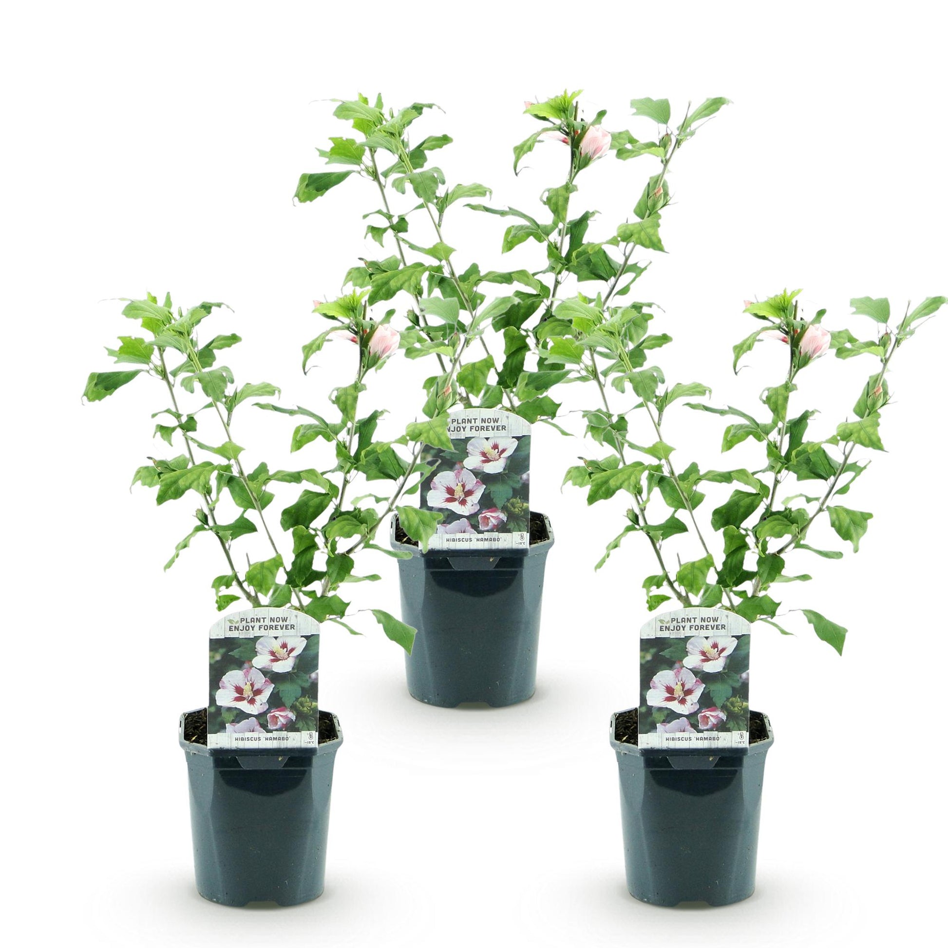 Green boutiQ - Garden Plant - Hibiscus syriacus Hamabo - Garden Hibiscus - Hardy - White - Pink - 3 Plants - Pot 17cm - Height 45cm 
