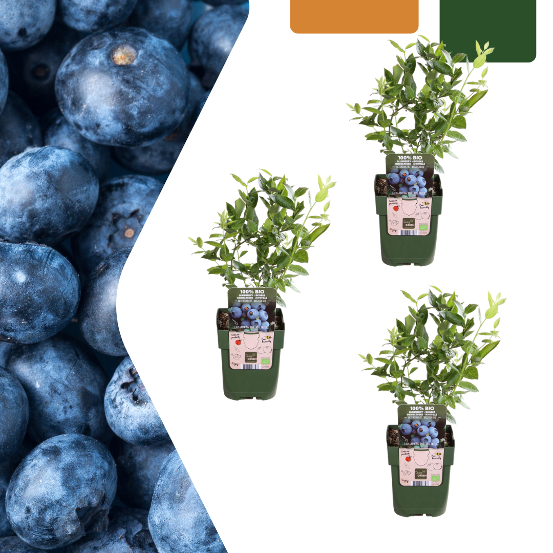 Vaccinium corymbosum – Bio-Heidelbeere – Ø13cm – ↕20cm – 3 Pflanzen – Biologische Heidelbeerpflanzen – Für Garten, Balkon & Terrasse