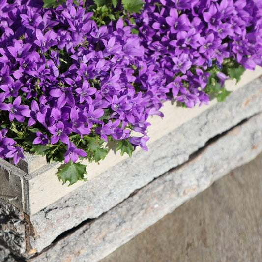 Campanula Addenda - Glockenblume lila Topfgröße 12cm - 1m2 Bodendecker - 6 Pflanzen - Ambella Lila - Winterhart