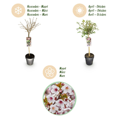 GreenboutiQ - Stamm Pflanze - Prunus incisa Koujou-no-mai - Terrassen Pflanze - Laubabwerfend - Winterhart - Weiße Blüte - Topf 19cm Höhe 90cm 