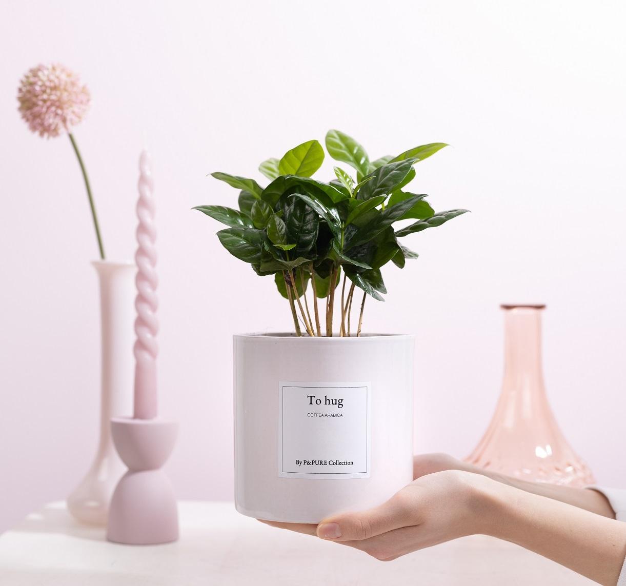 Coffea Arabica Gift "To Hug" WITH GREETING CARD! - Ø12cm - ↕20cm 
