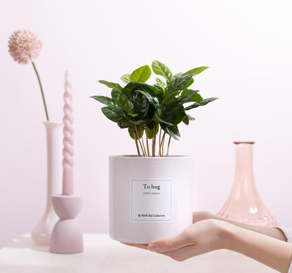 Coffea Arabica Gift "To Hug" WITH GREETING CARD! - Ø12cm - ↕20cm 