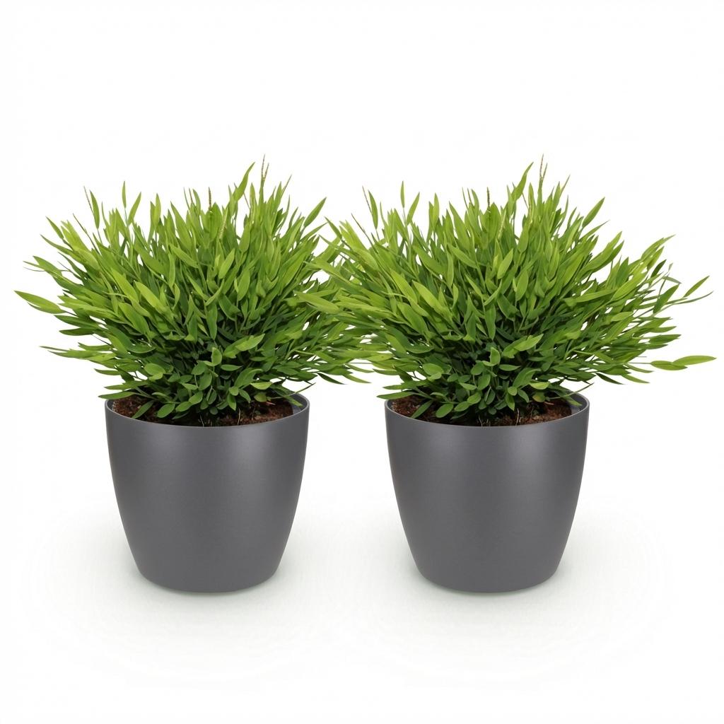 Green boutiQ - Zimmerpflanze - Bamusa Pogonatherum Monica - Bambusgras - Haustierfreundliche Pflanze - Grün - 2 Pflanzen - mit Potter Grau - Topf 12cm - Höhe 20cm 