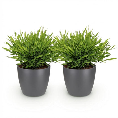 Green boutiQ - Zimmerpflanze - Bamusa Pogonatherum Monica - Bambusgras - Haustierfreundliche Pflanze - Grün - 2 Pflanzen - mit Potter Grau - Topf 12cm - Höhe 20cm 