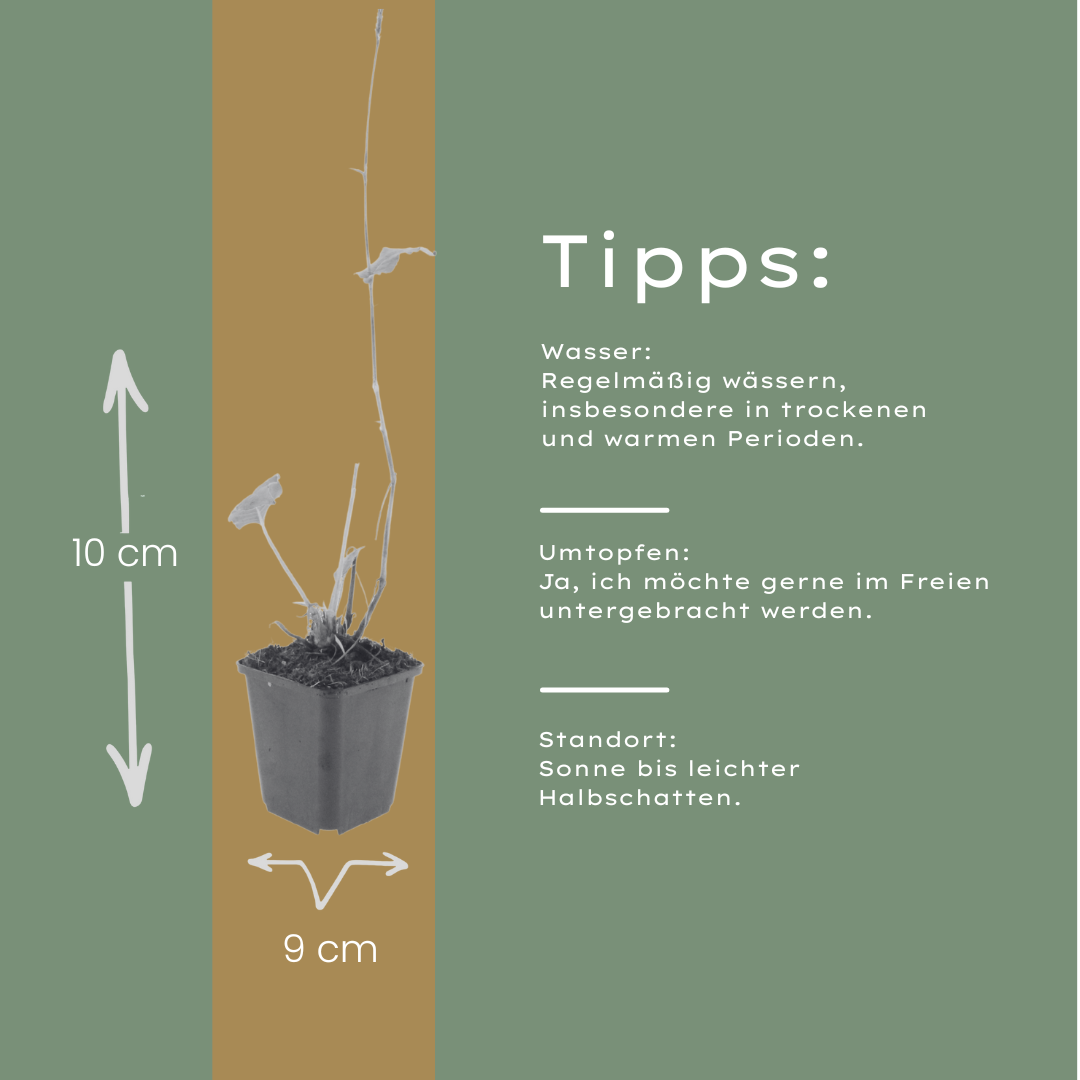 Persicaria amplexicaulis Alba – 48 Pflanzen – Ø9cm – Höhe 10-25cm – Winterharte Staude – Weiße Blütenähren – Bienenfreundlich für Beet & Naturgarten