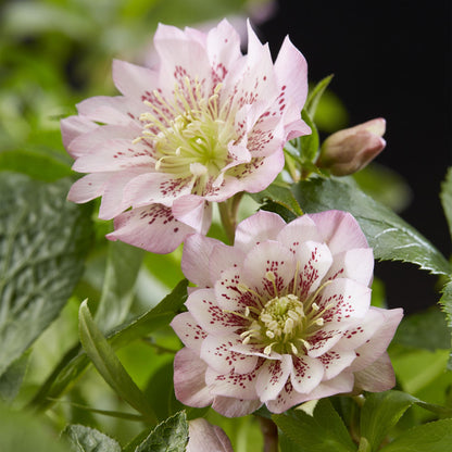 GreenboutiQ - Gartenpflanze - Lenzrose - Helleborus orientalis Double Ellen Pink - Rosa Blüte - 2 Pflanzen - Immergrün - Topf 14cm Höhe 35cm 