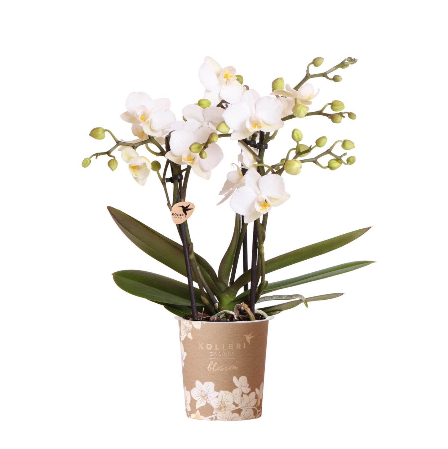 Kolibri Orchids | Weiße Phalaenopsis-Orchidee Topfgröße Ø9cm | Zürich | Blühende Zimmerpflanze – Frisch vom Züchter 