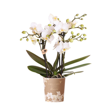 Kolibri Orchids | Weiße Phalaenopsis-Orchidee Topfgröße Ø9cm | Zürich | Blühende Zimmerpflanze – Frisch vom Züchter 