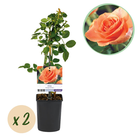 Kletterrose – Rosa Orange Climber – Orange Blüten – 2 Pflanzen – 11cm – Höhe 40cm – Wenig Pflege – Blüte im Sommer 