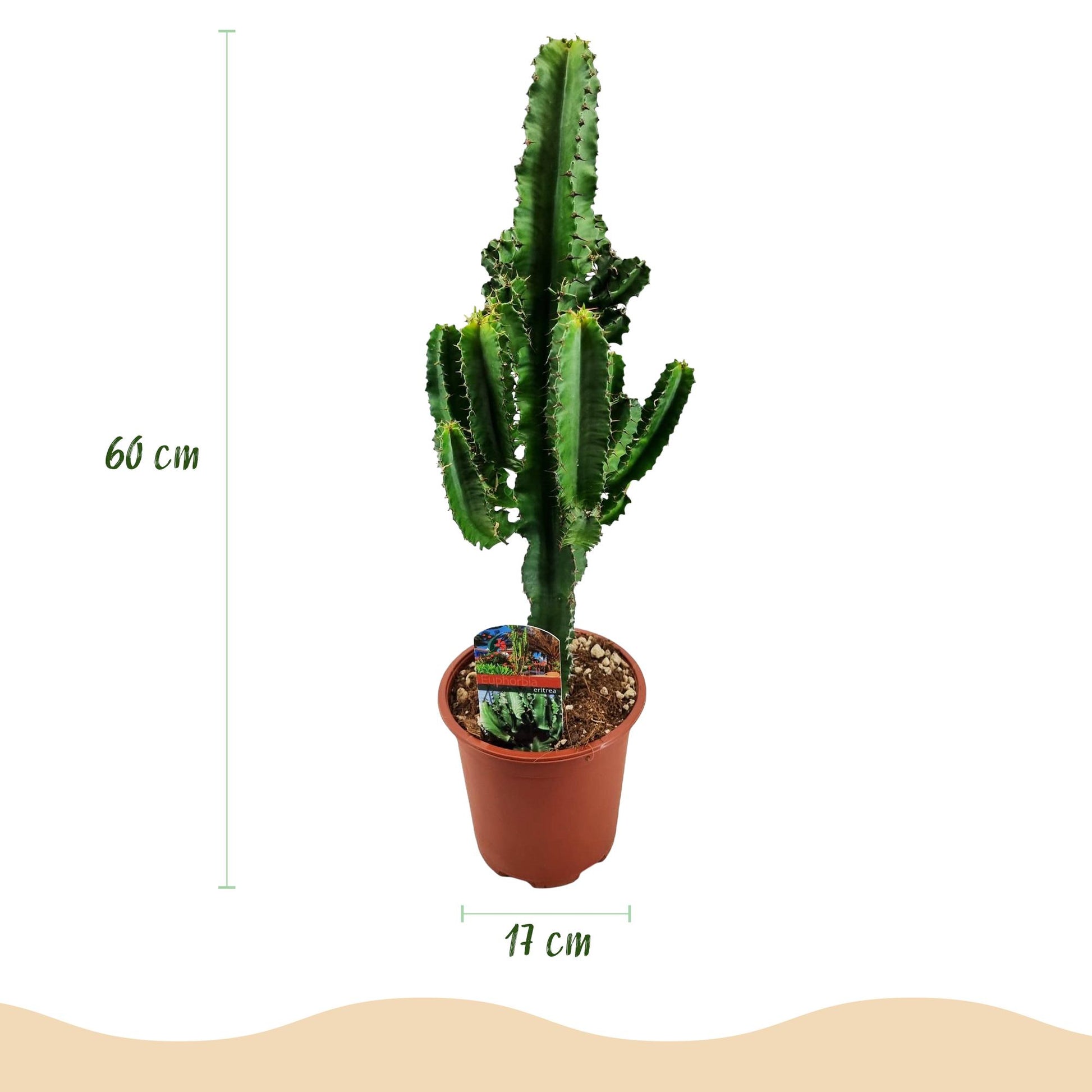 Green boutiQ - Zimmerpflanze - Euphorbia eritrea - Afrikanischer Milchbaum - Wenig Pflege - Grün - 2 - Topf 17cm - Höhe 60cm 