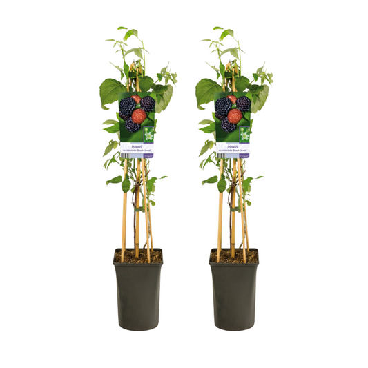 Schwarze Himbeere - Rubus Occidentalis Black Jewel - Ø17cm - ↕75cm - 2 Stück