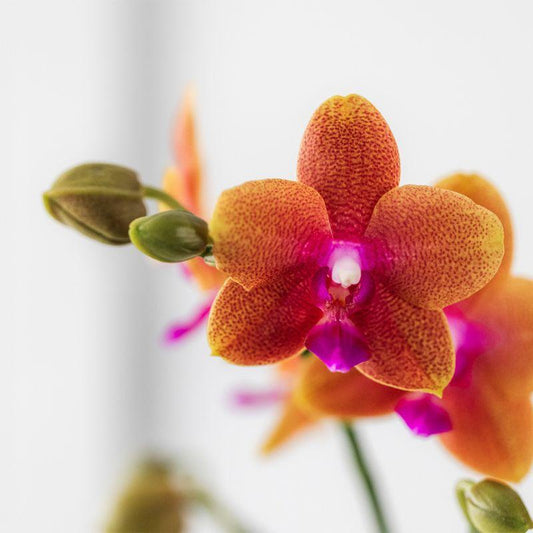 Phalaenopsis Orchidee Orange – Duftend – Mit cognacfarbenem Ziertopf – Ø12cm – Zimmerpflanze mit 2–3 Zweigen – Edler Blickfang mit Duft