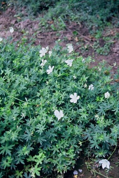 Geranium sanguineum 'Album' – 24 Pflanzen– ↕10-25cm – Ø9cm – Weiße Blüten – Winterharte Staude – Bodendecker – Pflegeleicht – Sonne & Halbschatten