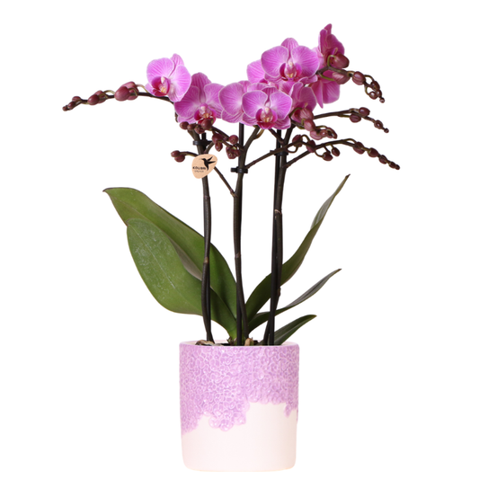 Kolibri Orchids | Violette Vienna Orchidee + Bloom Übertopf violett – Topfgröße Ø9cm | blühende Zimmerpflanze – frisch vom Züchter 