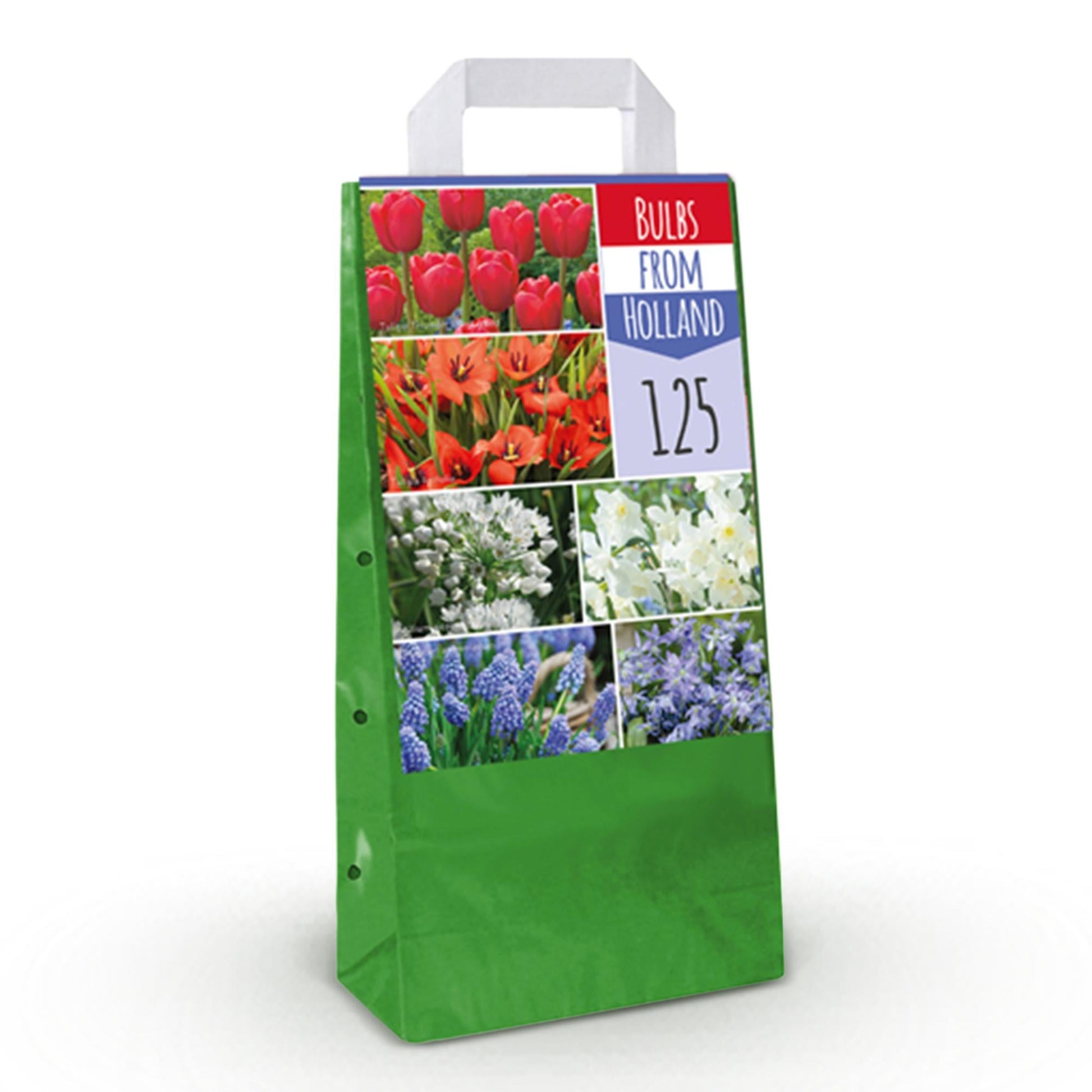 GreenboutiQ - Blumenzwiebeln - Bulbs From Holland - Verschiedene Farben - 125 Stück - Geschenkverpackung 
