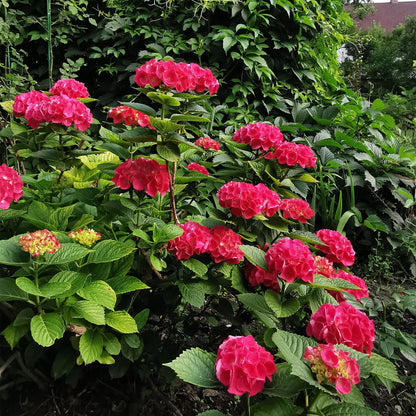 Green boutiQ - Gartenpflanze - Hydrangea macrophylla Rot - Hortensie - Winterhart - Rot - 1 Pflanze - Topf 12cm - Höhe 20-30cm 