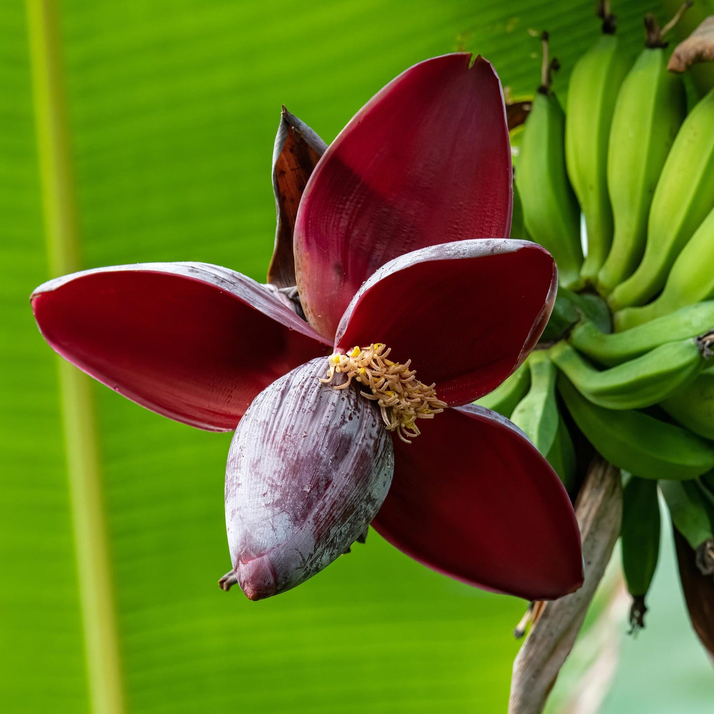 Bananenpflanze Musa sikkimensis Red Tiger – Winterhart – 4 Pflanzen – Ø17 cm – Höhe ca. 40 cm – Exotisches Flair für Garten & Terrasse 