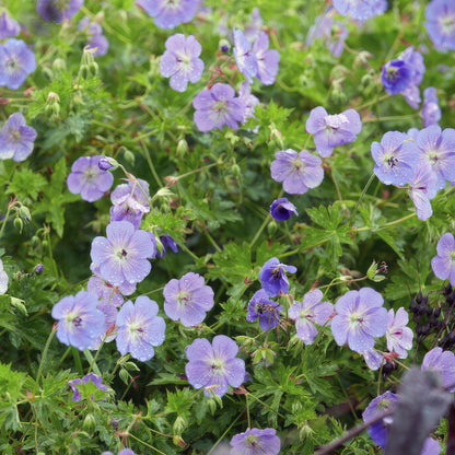 Geranium Rozanne – Blühender Bodendecker – 48 Pflanzen – ↕10–25cm – Ø9cm – Langanhaltende Blüte von Mai bis Herbst – Pflegeleicht & winterhart – Für Beete, Rabatten & Kübel 