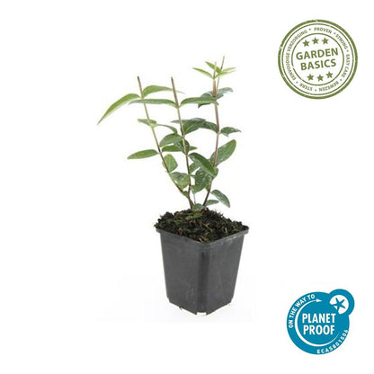 Johanniskraut Hypericum inodorum – 24 Pflanzen – ↕10-25 cm – Ø9 cm – Leuchtend gelbe Blüten – Pflegeleichter Strauch – Bienenfreundlich & robust