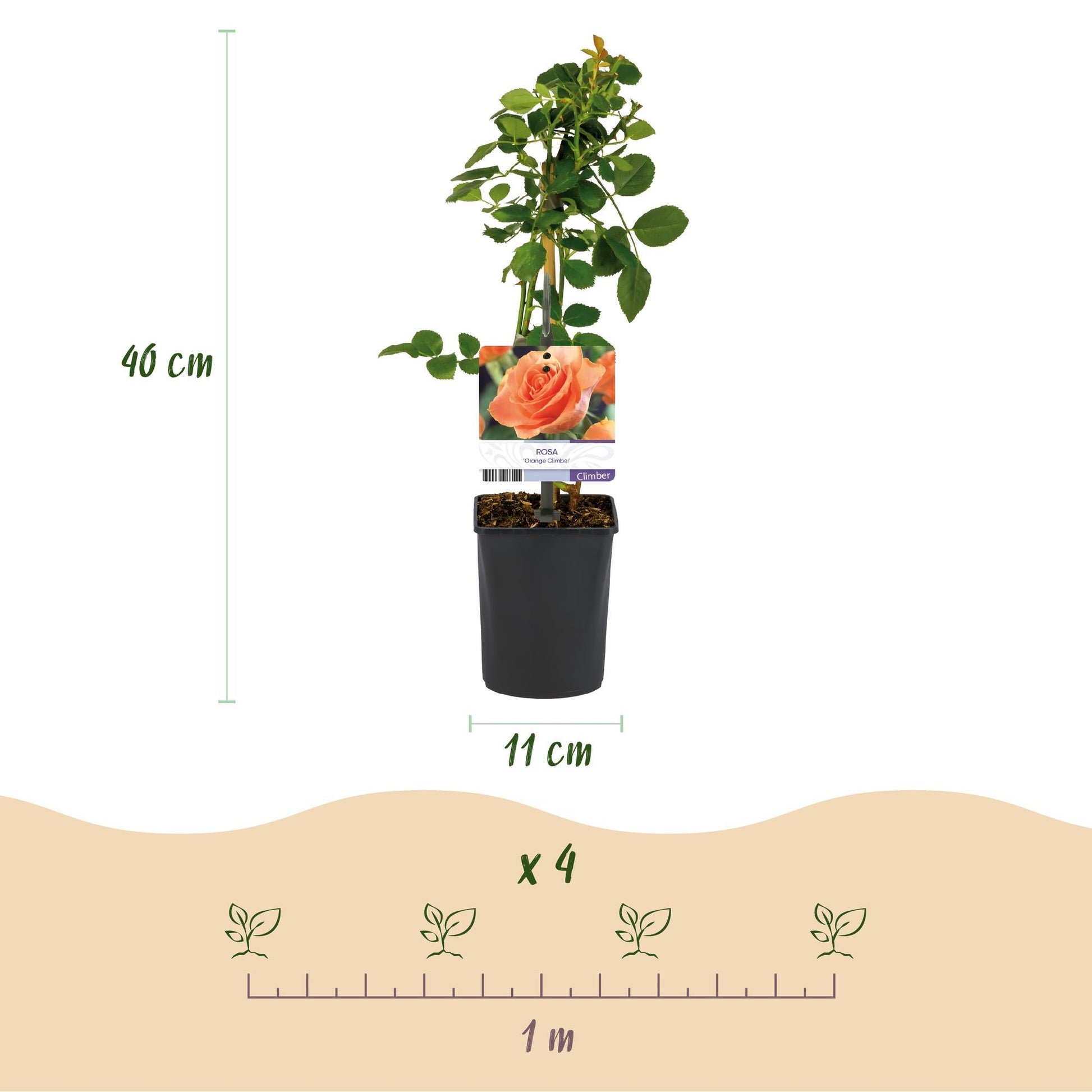 Kletterrose – Rosa Orange Climber – Orange Blüten – 2 Pflanzen – 11cm – Höhe 40cm – Wenig Pflege – Blüte im Sommer 