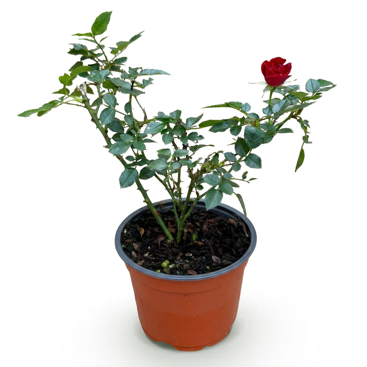 Green boutiQ - Garten Rose - Rosa Rote The Fairy - Rose - Winterhart - Rot - 1 Pflanze - Topf 12cm - Höhe 20-25cm 
