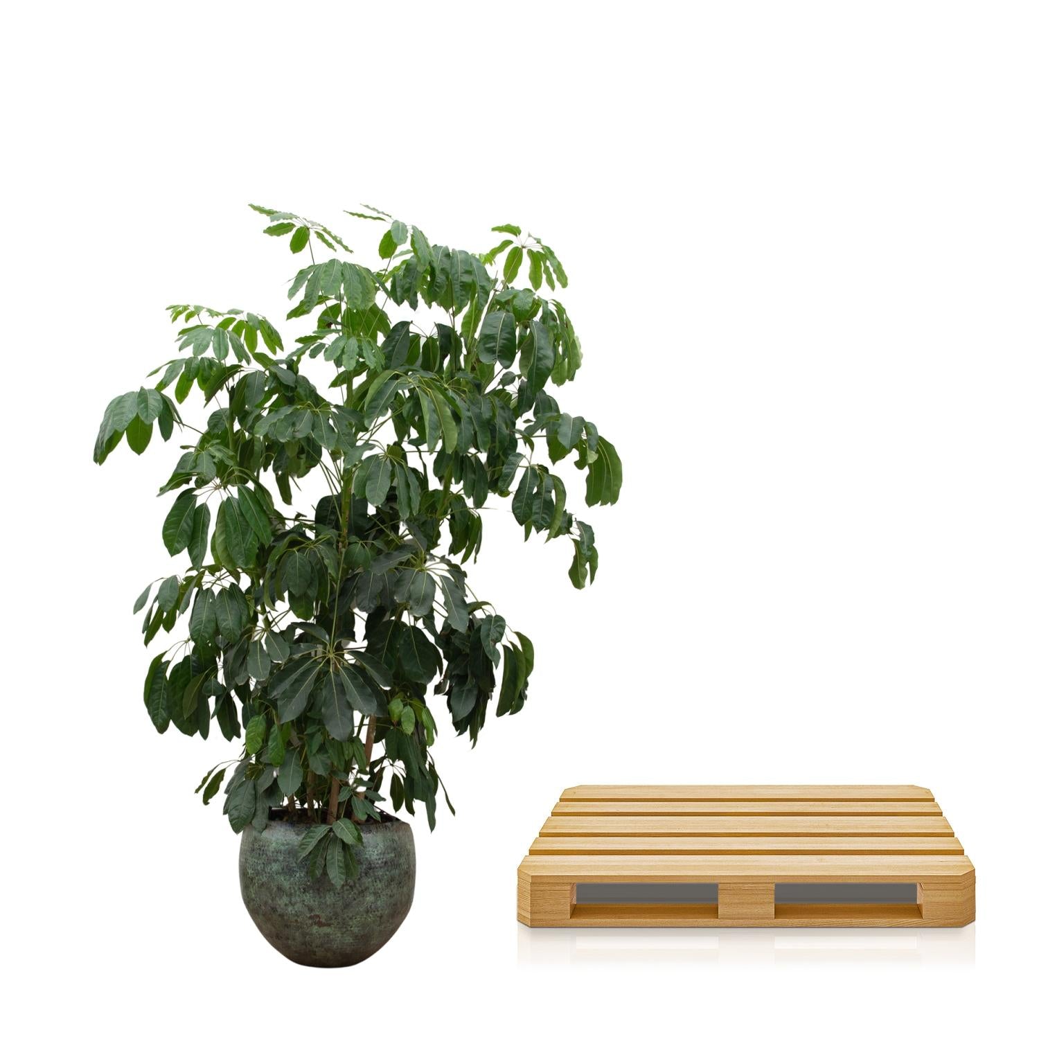 Schefflera Amate XL - 220 cm - ø45 