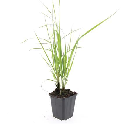 Calamagrostis acutiflora ‘Karl Foerster’ – 48 Pflanzen – ↕10-25cm – Ø9cm – Winterhartes Ziergras – Aufrechter Wuchs – Pflegeleicht – Für Beete & Rabatten