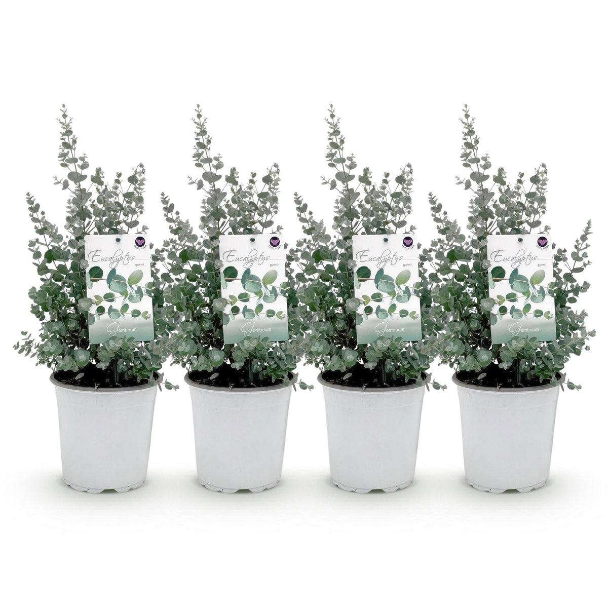 Eukalyptusbaum Eucalyptus gunnii – Winterhart – Terrassenpflanze – Grau – Ø17cm, Höhe ca. 40cm – Duftende & pflegeleichte Garten