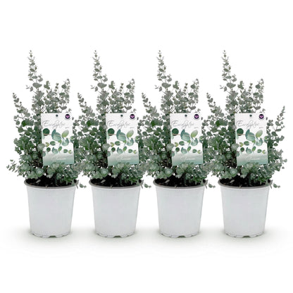 Eukalyptusbaum Eucalyptus gunnii – Winterhart – Terrassenpflanze – Grau – Ø17cm, Höhe ca. 40cm – Duftende & pflegeleichte Garten
