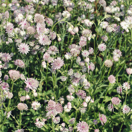 Sterndolde Astrantia major – 60 Pflanzen – Winterharte Staude für Sonne & Halbschatten – Blühstaude für Beet & Cottage-Garten – 10-25cm – Ø9cm – Insektenfreundlich