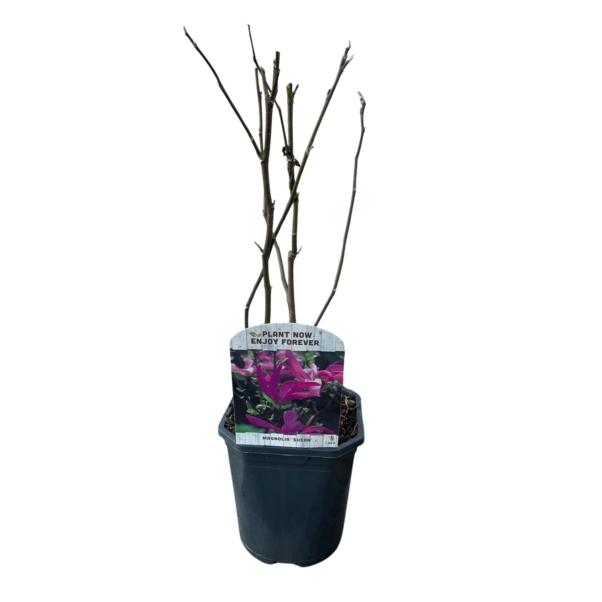 Purpur-Magnolie Magnolia Susan – Strauch – Blumen dunkelrosa – Wenig Pflege – 17 cm Höhe 45 cm – Frühjahrsblüher für Garten & Terrasse 