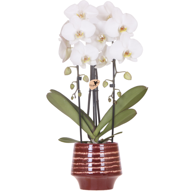 Kolibri Orchids | Weiße Niagara Falls Orchidee + Moonstone burgundy Übertopf – Topfgröße Ø12cm | blühende Zimmerpflanze – frisch vom Züchter 