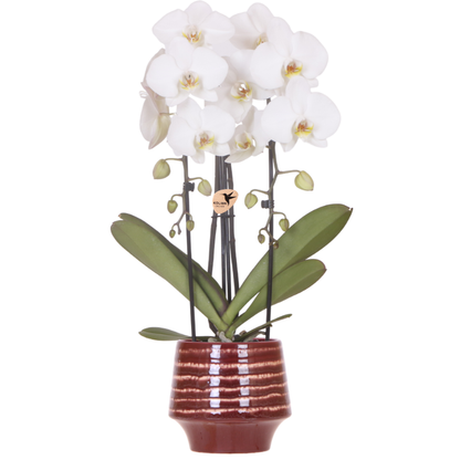 Kolibri Orchids | Weiße Niagara Falls Orchidee + Moonstone burgundy Übertopf – Topfgröße Ø12cm | blühende Zimmerpflanze – frisch vom Züchter 