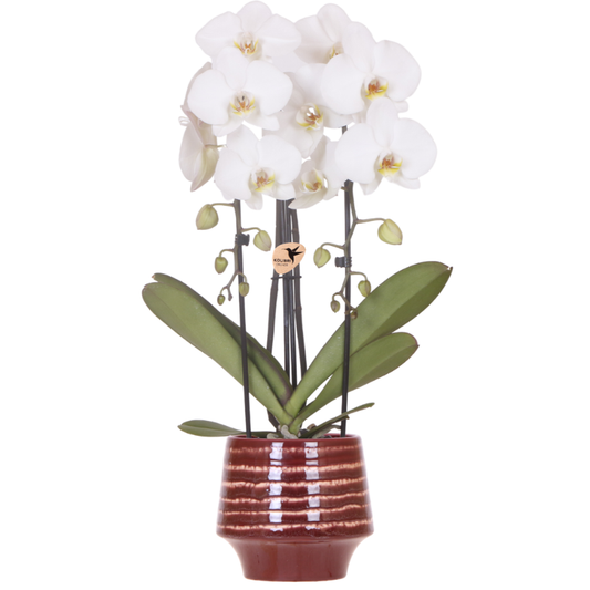 Kolibri Orchids | Weiße Niagara Falls Orchidee + Moonstone burgundy Übertopf – Topfgröße Ø12cm | blühende Zimmerpflanze – frisch vom Züchter 