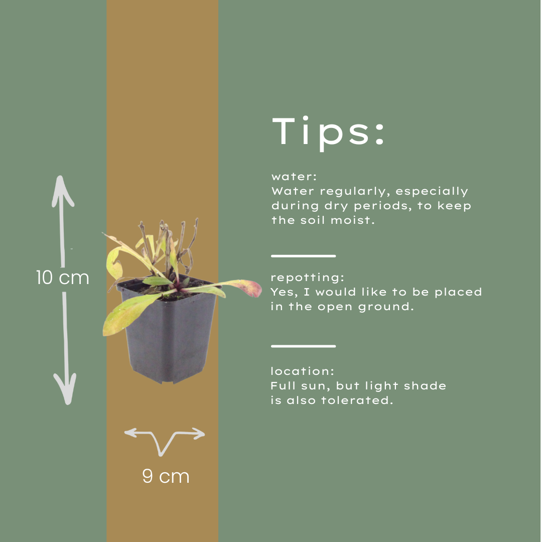 Helenium Moerheim Beauty – 6 Pflanzen – Ø9cm – Höhe 10-25cm – Sonnenbraut – Gelb Orange Blüten – Sommerstaude für Beet & Präriegarten