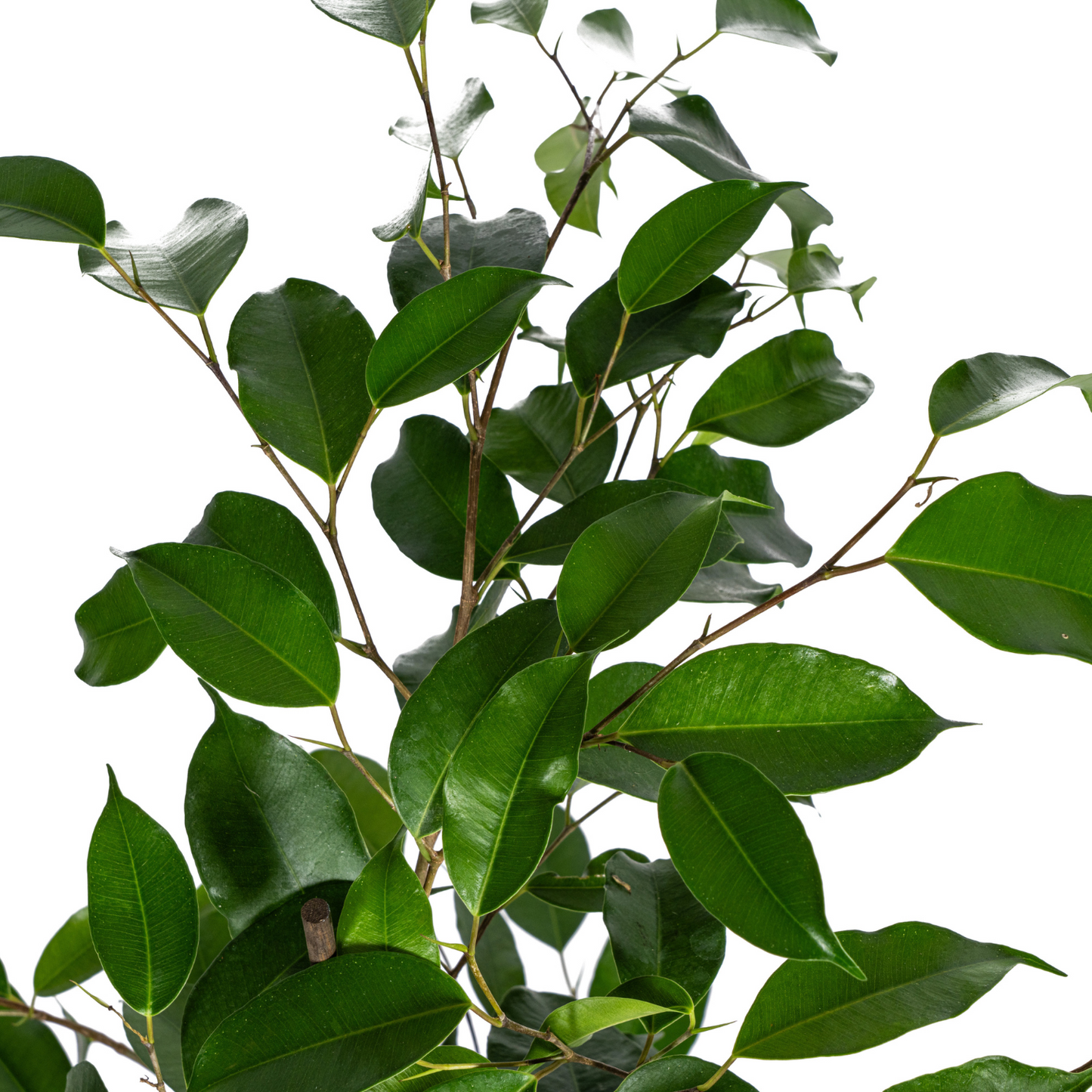 Ficus Benjamina Exotica Ø17cm - ↕60 - 80cm 