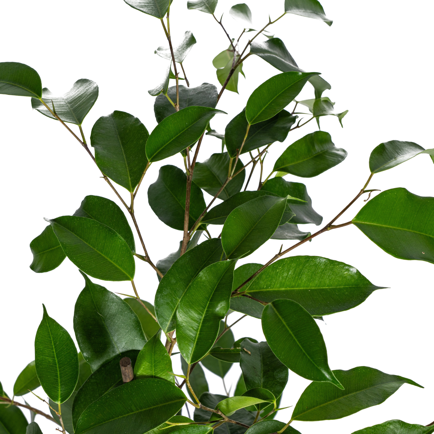 Ficus Benjamina Exotica Ø17cm - ↕60 - 80cm 