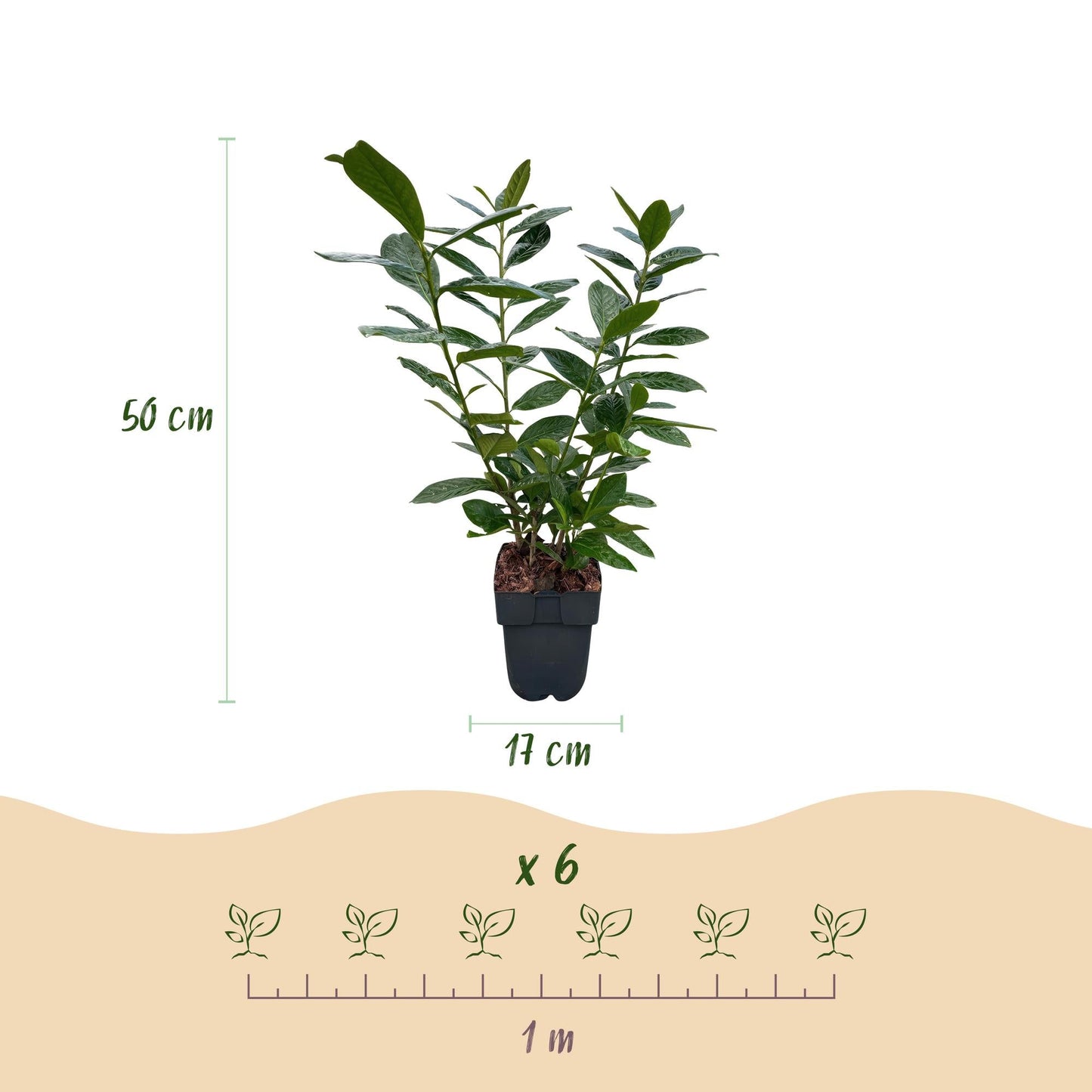 Kirschlorbeer Prunus laurocerasus Novita – Heckenpflanze – Blatt grün – 6 Pflanzen – 1  laufender Meter – Immergrün – 17 cm Höhe 50 cm – Winterhart & Pflegeleicht 