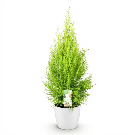 Green boutiQ - Zimmerpflanzen - Cupressus Gold Crest Wilma - Zimmerkonifere - Wenig Pflege - Grün - 1 Pflanze - mit Potter Weiß - Topf 21cm - Höhe 85-95cm 