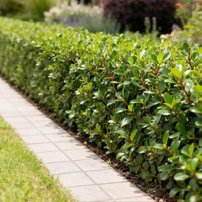 GreenboutiQ - Heckenpflanzen - Ilex crenata Caroline Upright - Blatt Grün - 8 Pflanzen - 1 Laufender Meter - Immergrün - Topf 9cm Höhe 25-30cm 