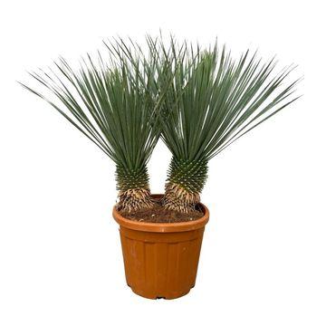 Palmlilie - Yucca Rostrata Doppelter Stamm - Zimmerpflanze - 120 cm