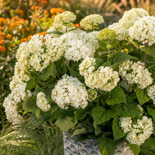 Green boutiQ - Gartenpflanze - Hydrangea arborescens FlowerWOW - Hortensie - Winterhart - Weiß - 1 Pflanze - Topf 14cm - Höhe 20-30cm 